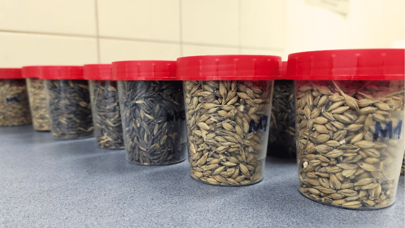 Ocena zanieczyszczenia mikrobiologicznego ziarna jęczmienia